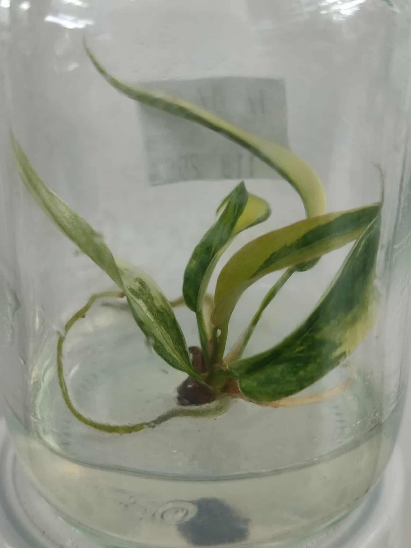 Philodendron Florida Beauty x Tortum – Tissue Culture Wholesale