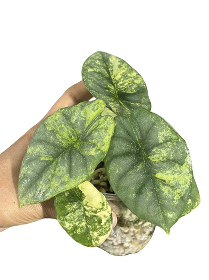 Alocasia Nebula Aurea Variegated