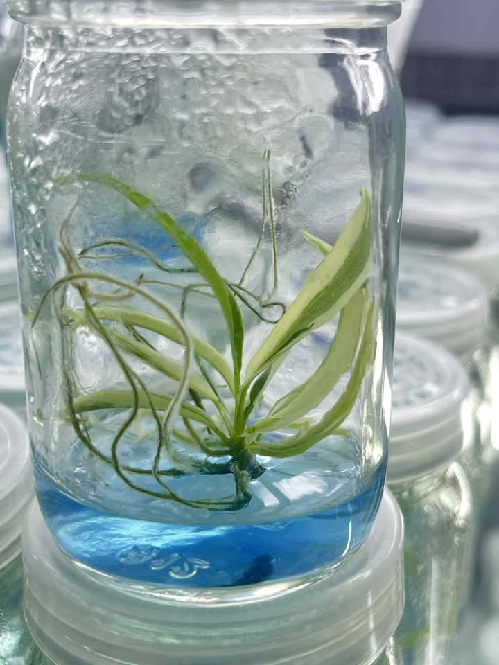 Philodendron Tortum Variegated – Tissue Culture Wholesale