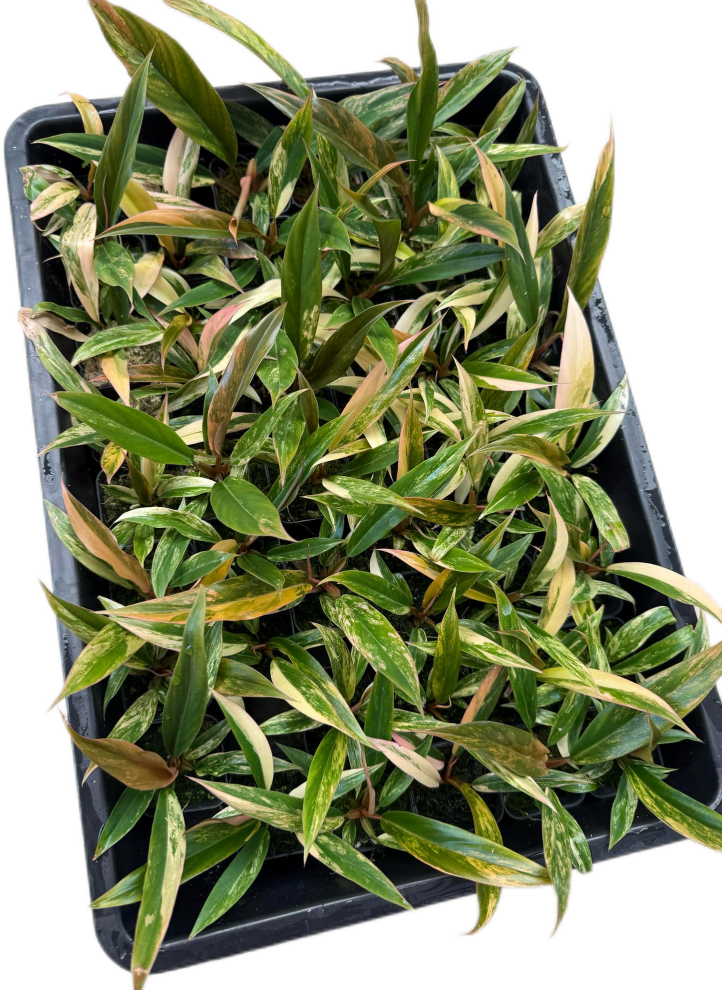 Small Philodendron Caramel Marble Variegated