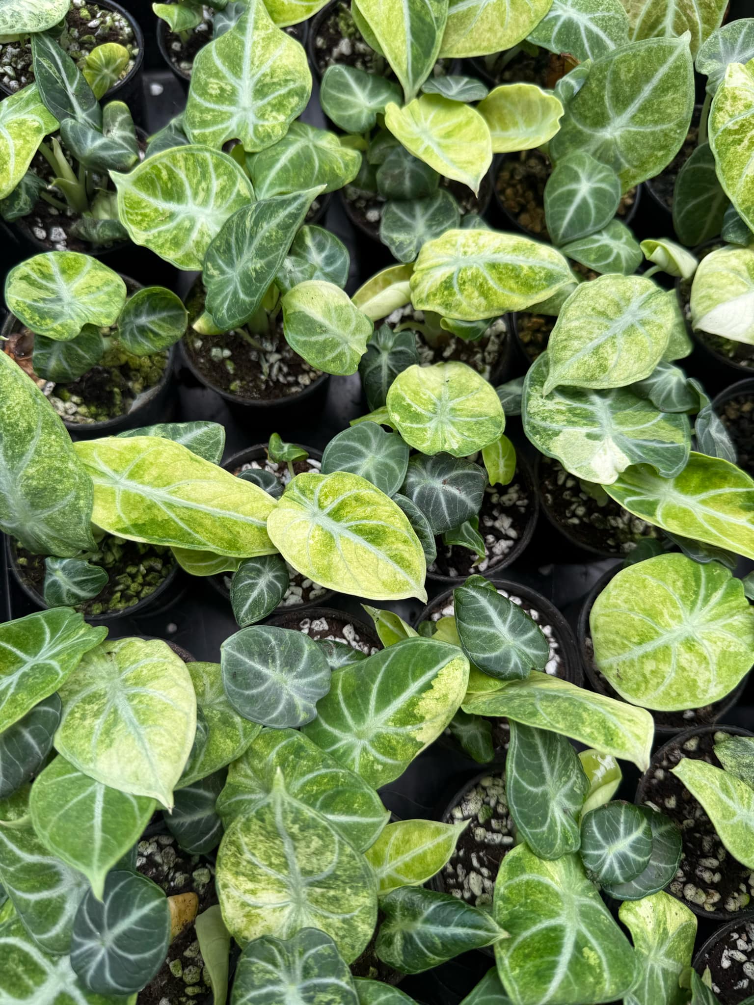 その他観葉植物 Alocasia Black Velvet ninja splash NO4 Alocasia 'Ninja' - 4