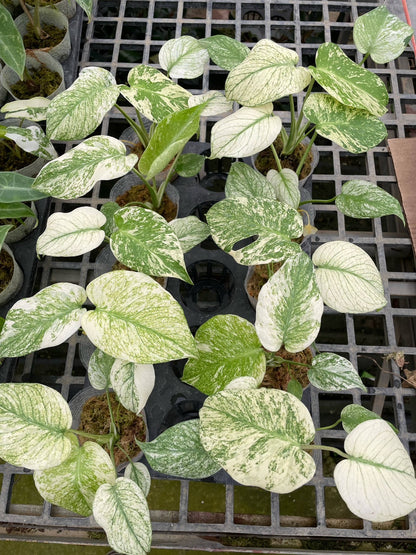 Monstera White Monster