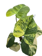 Philodendron Florida Beauty × Nangaritense Variegated
