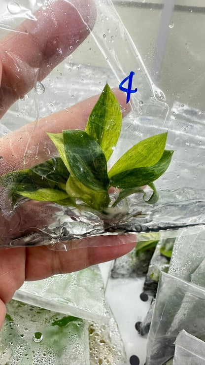 Philodendron Birkin Aurea Variegated – Tissue Culture Wholesale