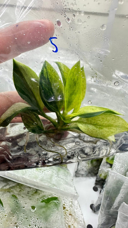 Philodendron Birkin Aurea Variegated – Tissue Culture Wholesale