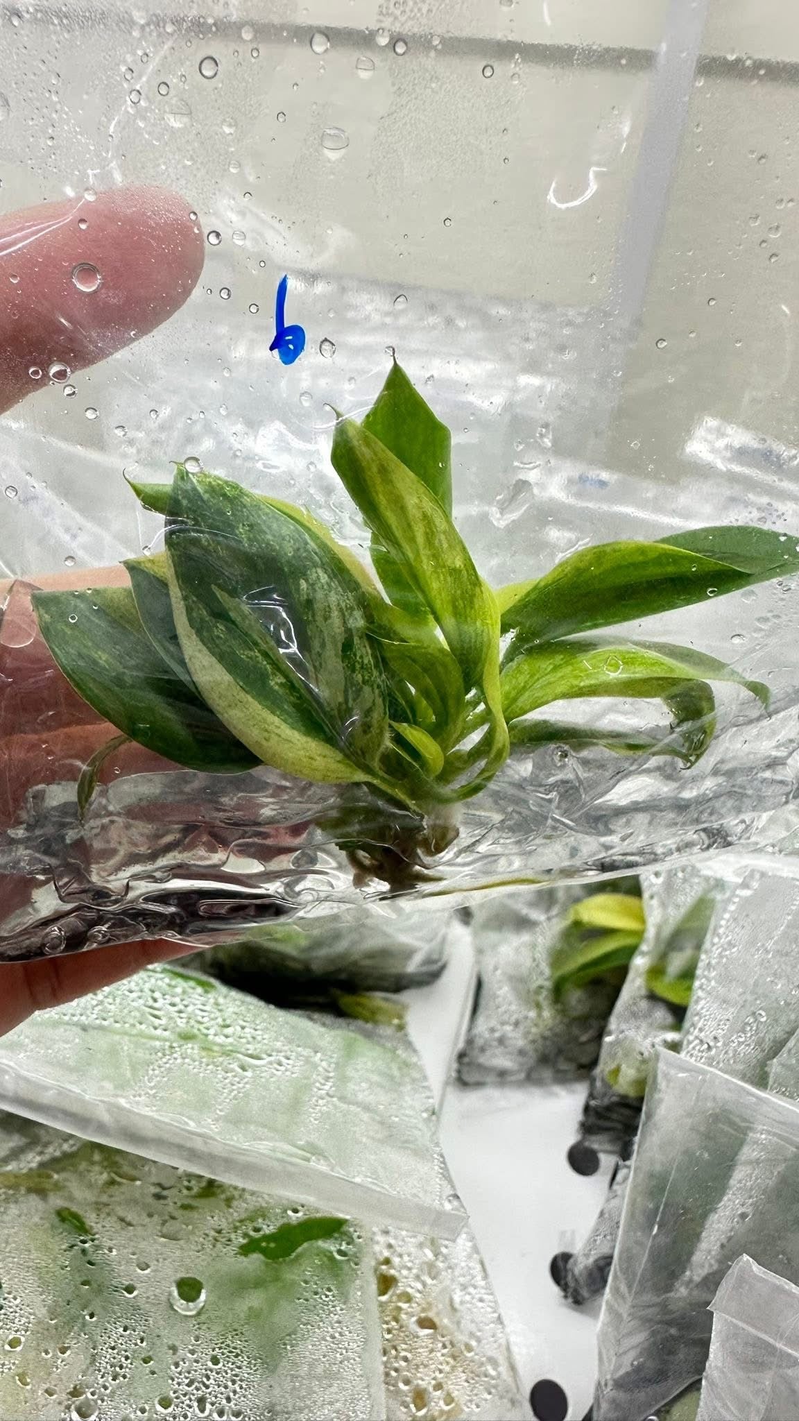 Philodendron Birkin Aurea Variegated – Tissue Culture Wholesale