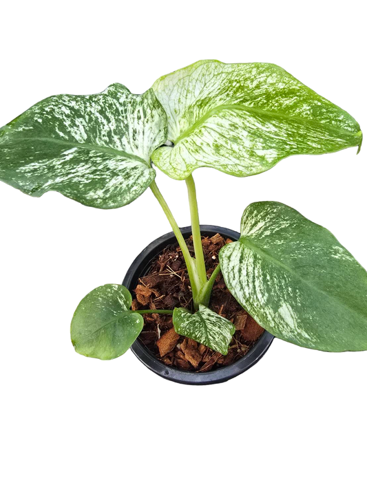Monstera Deliciosa “Devil Monster” TC Seedlings (4-Inch Pot)
