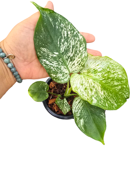 Monstera Deliciosa “Devil Monster” TC Seedlings (4-Inch Pot)