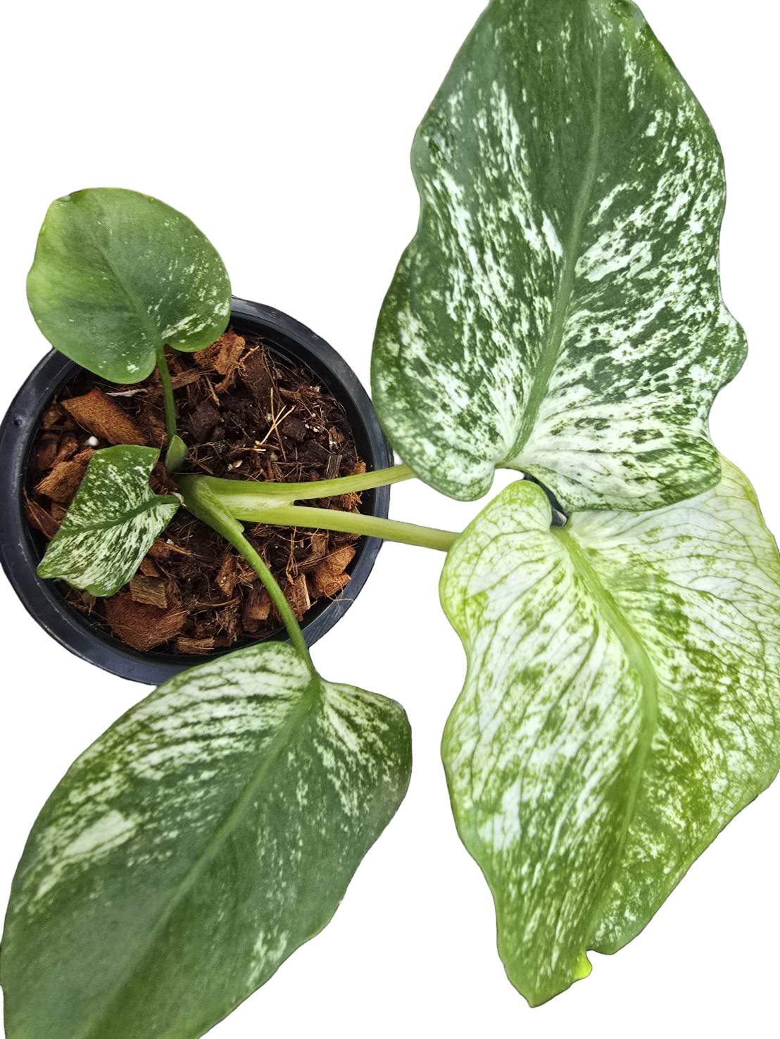 Monstera Deliciosa “Devil Monster” TC Seedlings (4-Inch Pot)