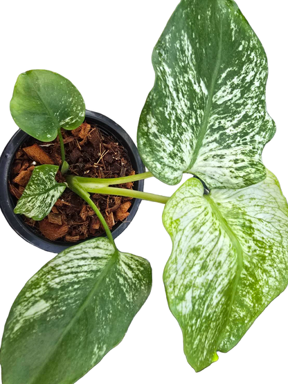 Monstera Deliciosa “Devil Monster” TC Seedlings (4-Inch Pot)