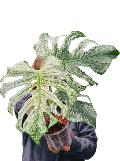 Monstera deliciosa ‘Devil Monster’ — Well-Rooted 3-Leaf Top Cut