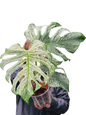 Monstera deliciosa ‘Devil Monster’ — Well-Rooted 3-Leaf Top Cut