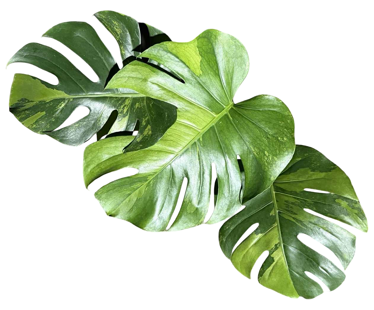 Monstera deliciosa ‘Lemon Lime’ – Rare Variegated (Actual Plant)