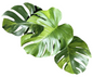 Monstera deliciosa ‘Lemon Lime’ – Rare Variegated (Actual Plant)