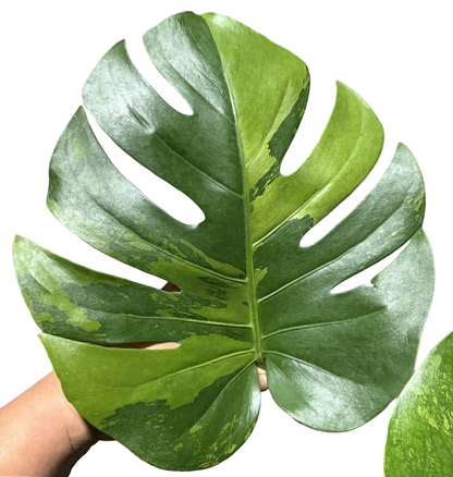 Monstera deliciosa ‘Lemon Lime’ – Rare Variegated (Actual Plant)