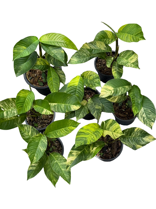 Rhaphidophora Foraminifera Aurea Variegated – Wholesale Set of 5 Plants