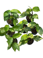 Rhaphidophora Foraminifera Aurea Variegated – Wholesale Set of 5 Plants
