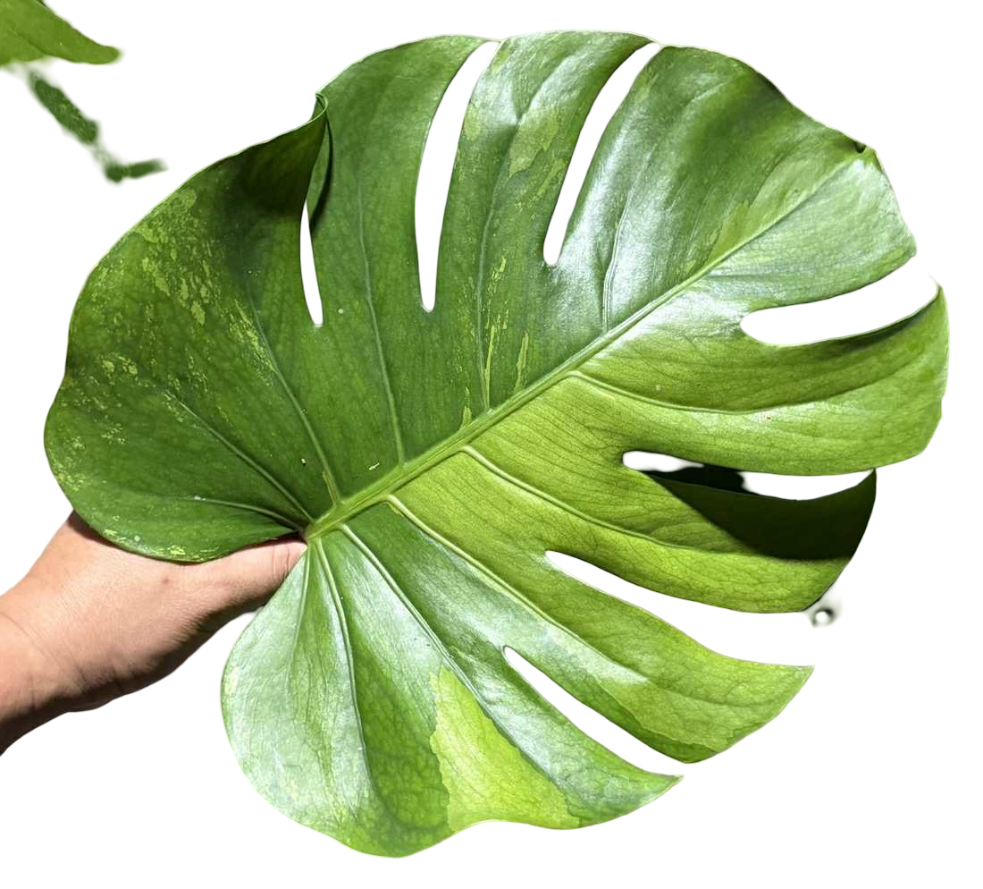 Monstera deliciosa ‘Lemon Lime’ – Rare Variegated (Actual Plant)