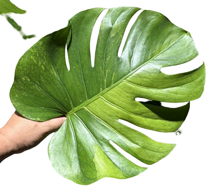 Monstera deliciosa ‘Lemon Lime’ – Rare Variegated (Actual Plant)