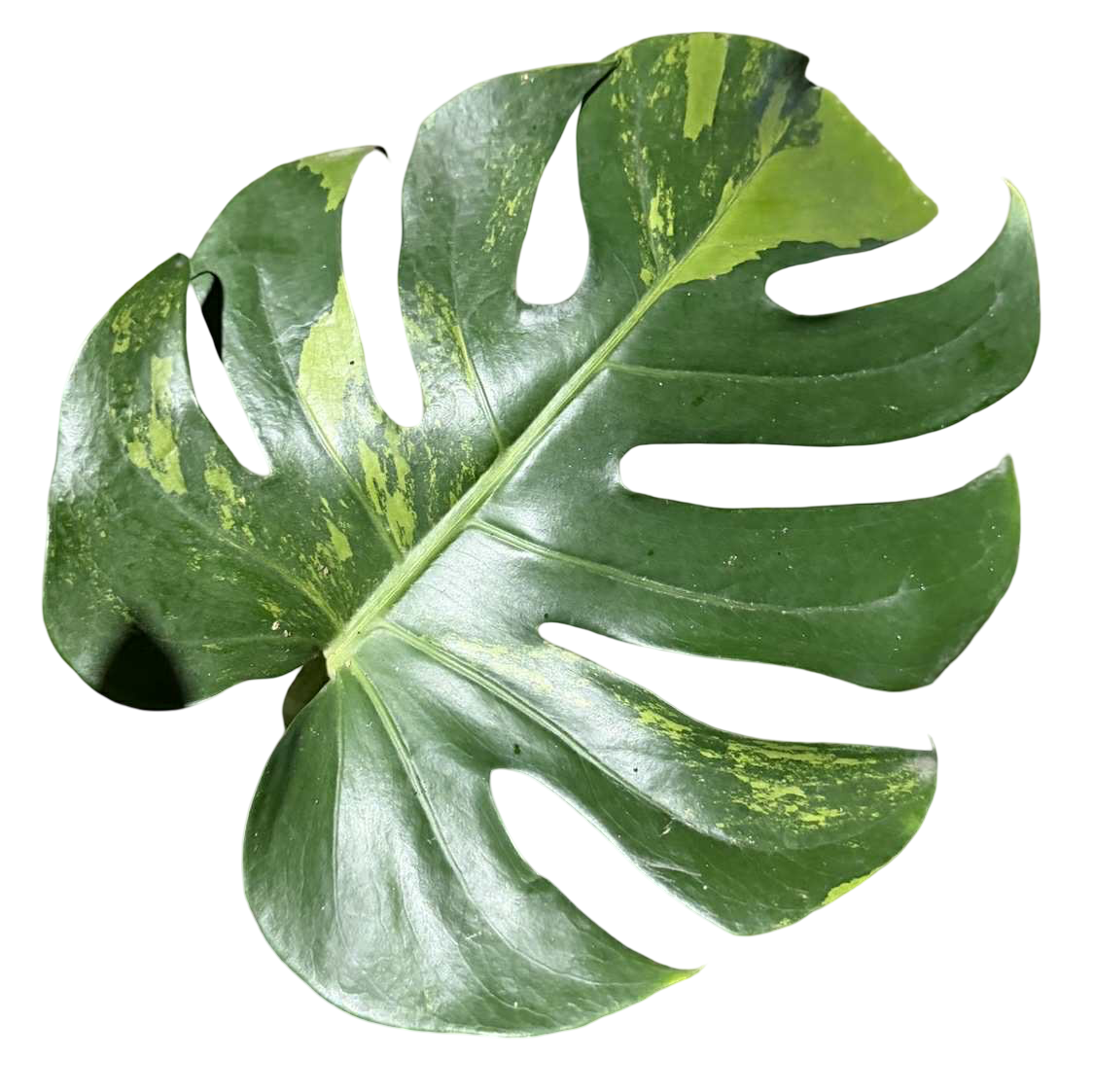 Monstera deliciosa ‘Lemon Lime’ – Rare Variegated (Actual Plant)