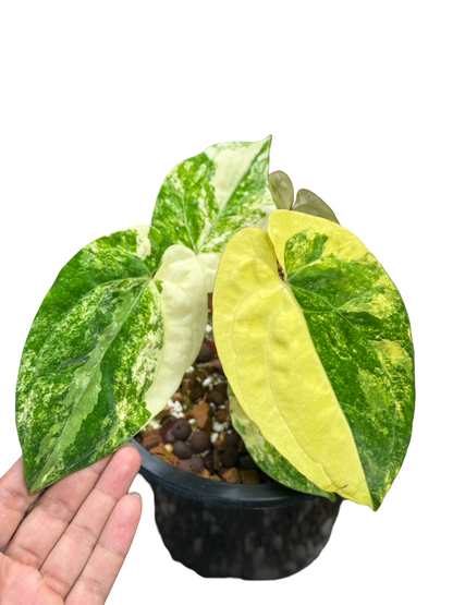 Anthurium papillilaminum Variegated