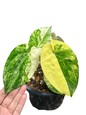 Anthurium papillilaminum Variegated