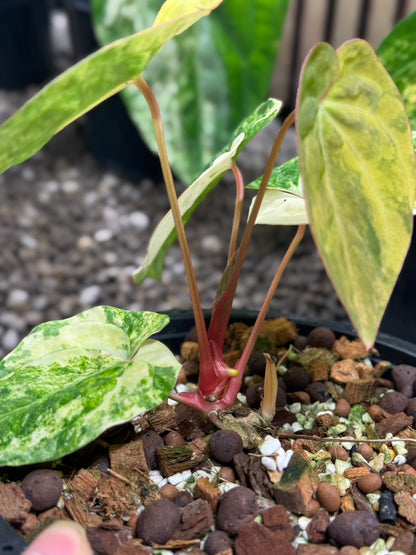 Anthurium papillilaminum Variegated