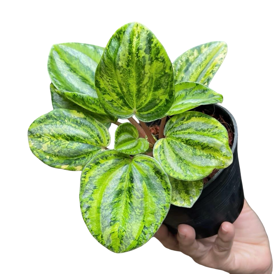 Peperomia Watermelon Yellow Variegated Set of 5 Plants