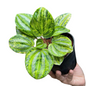 Peperomia Watermelon Yellow Variegated Set of 5 Plants