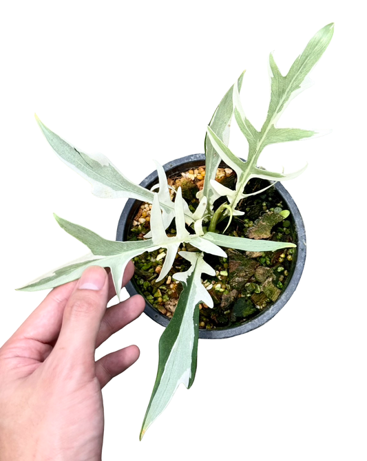 Philodendron Tortum Albo Variegated