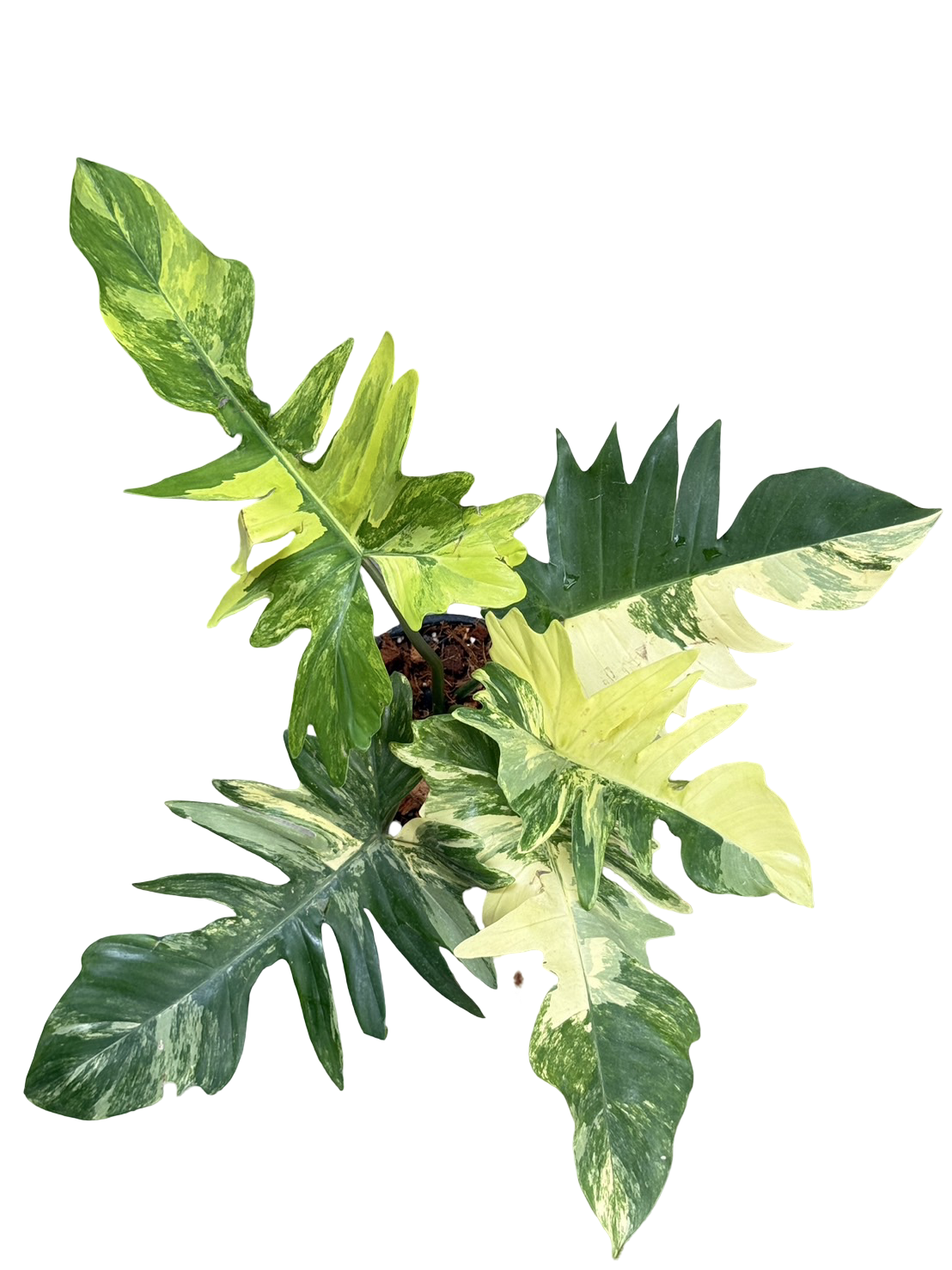 Philodendron Florida Beauty x Mayoi Variegated
