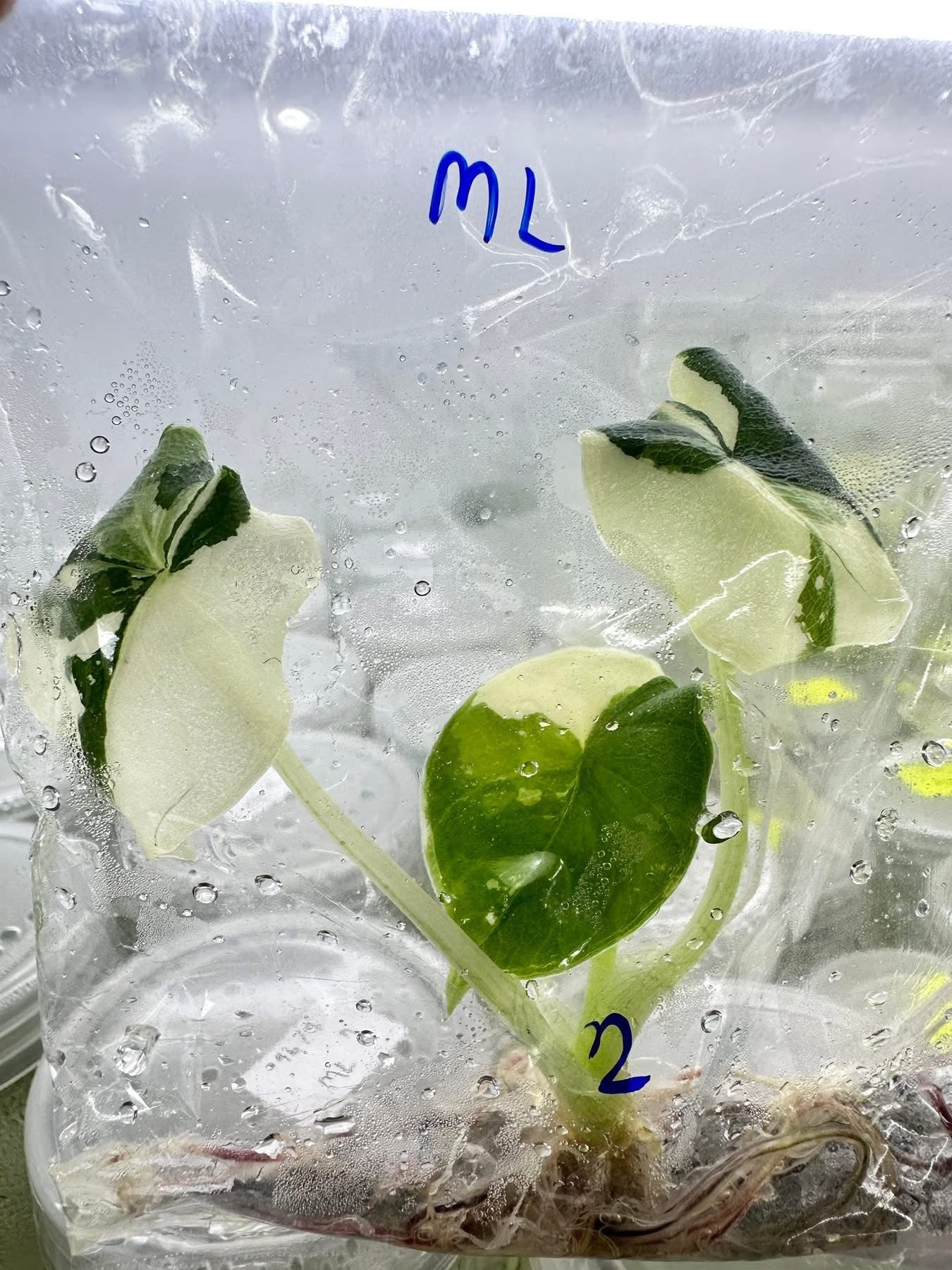 Alocasia Melo Albo Variegated – Plant Tissue Culture (Wholesale)