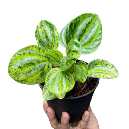 Peperomia Watermelon Yellow Variegated Set of 5 Plants