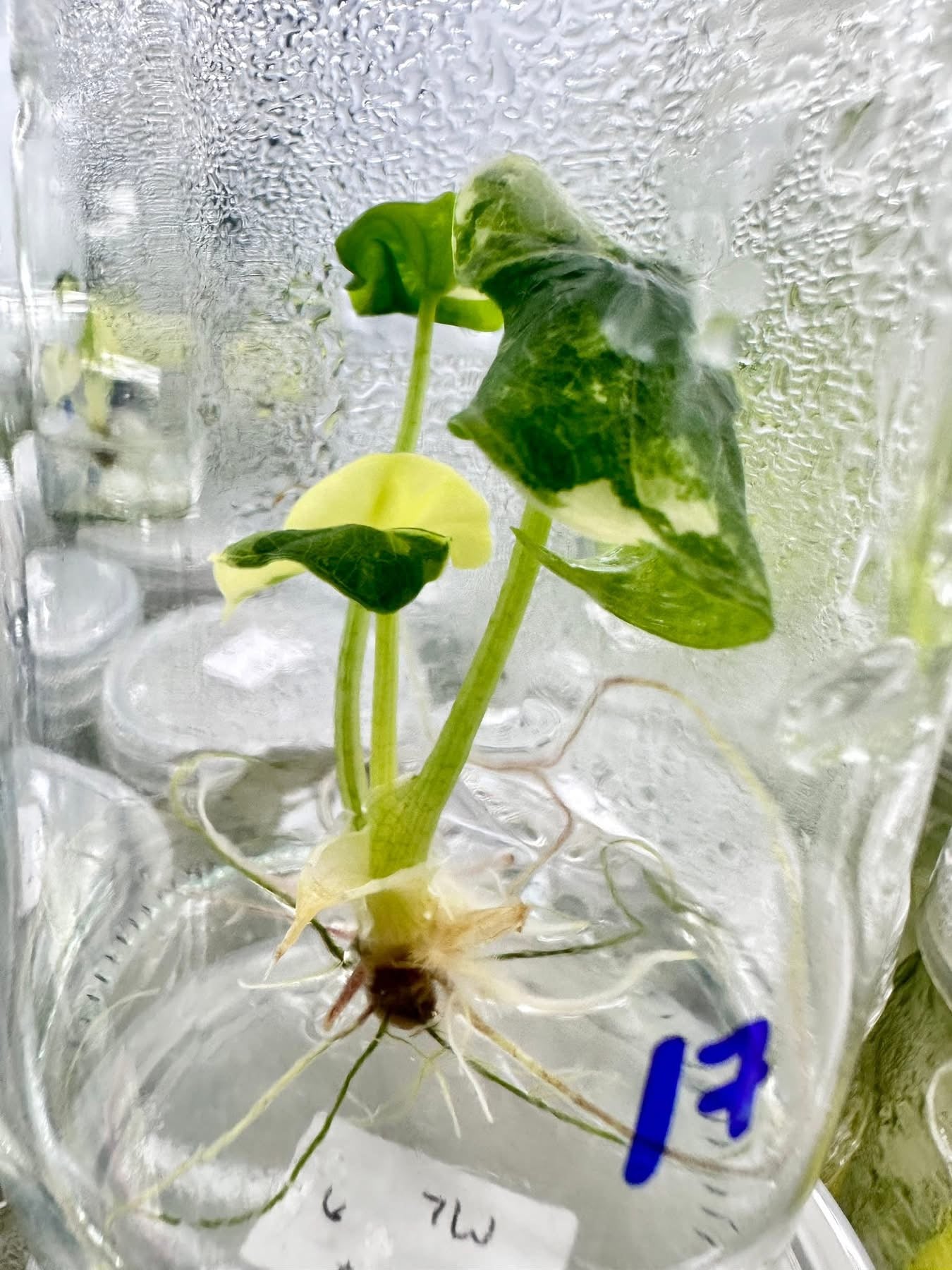 Alocasia Melo Albo Variegated – Plant Tissue Culture (Wholesale)