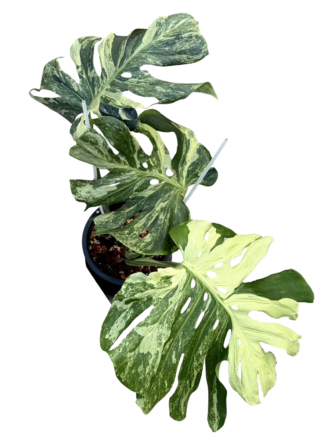 Monstera deliciosa “Ocean Mint” Variegated