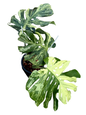 Monstera deliciosa “Ocean Mint” Variegated