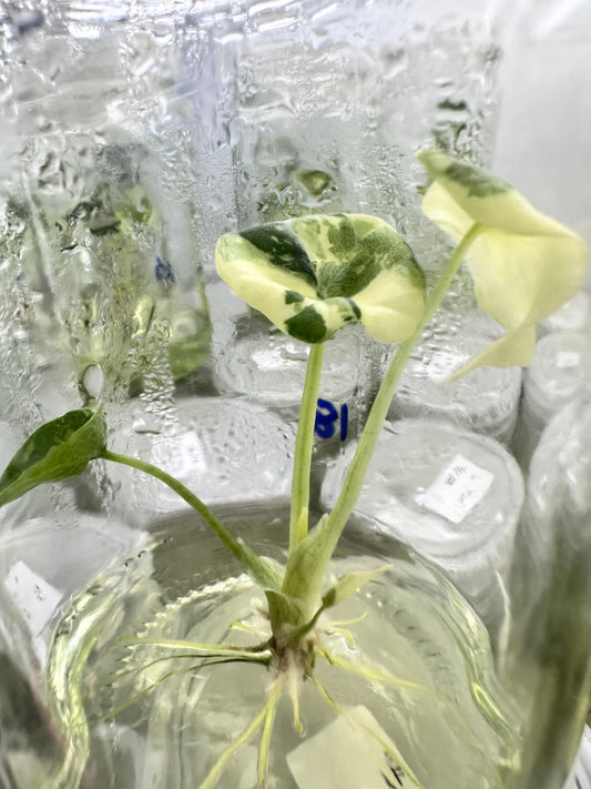 Alocasia Melo Albo Variegated – Plant Tissue Culture (Wholesale)