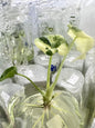 Alocasia Melo Albo Variegated – Plant Tissue Culture (Wholesale)