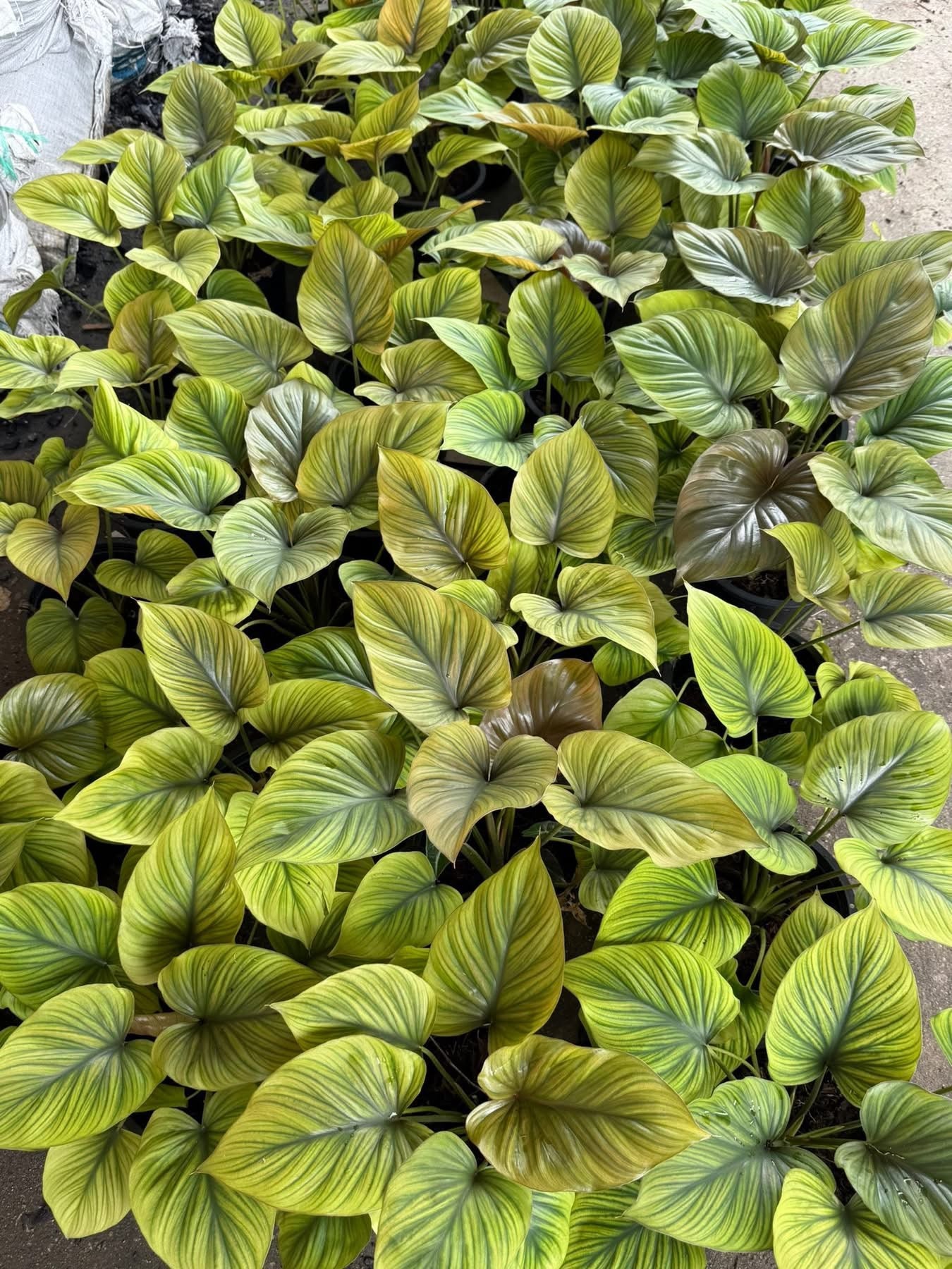 King of Heart Naga (Homalomena rubescens Kunth) – Set of 5 Plants (Wholesale) 