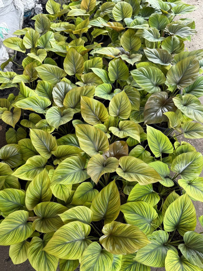 King of Heart Naga (Homalomena rubescens Kunth) – Set of 5 Plants (Wholesale) 