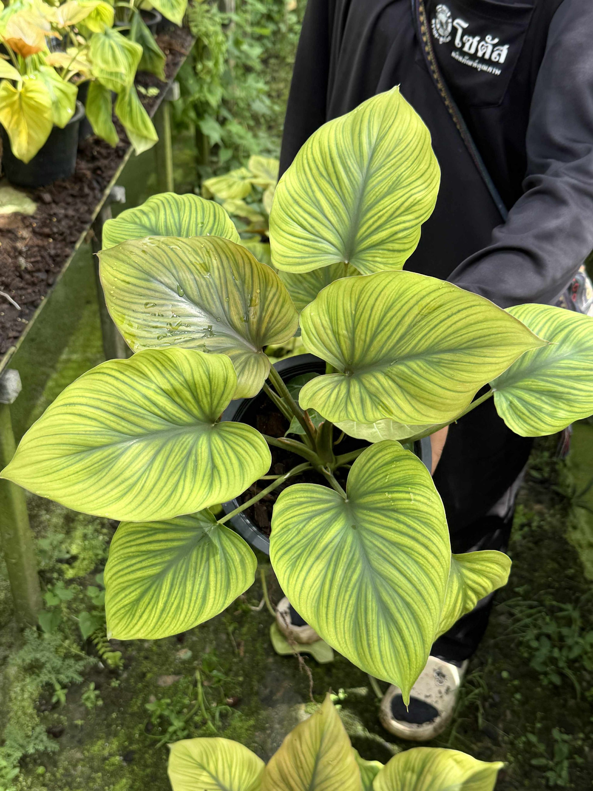 King of Heart Naga (Homalomena rubescens Kunth) – Set of 5 Plants (Wholesale) 