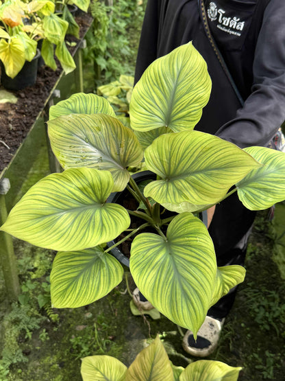 King of Heart Naga (Homalomena rubescens Kunth) – Set of 5 Plants (Wholesale) 