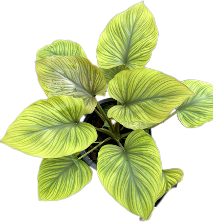 King of Heart Naga (Homalomena rubescens Kunth) – Set of 5 Plants (Wholesale) 
