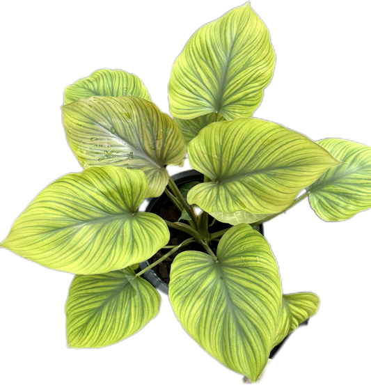 King of Heart Naga (Homalomena rubescens Kunth) – Set of 5 Plants (Wholesale) 
