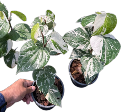 Piper nigrum Variegated