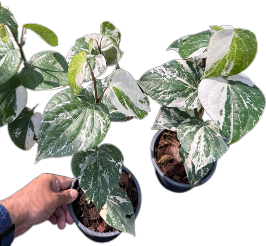 Piper nigrum Variegated
