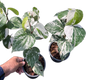 Piper nigrum Variegated