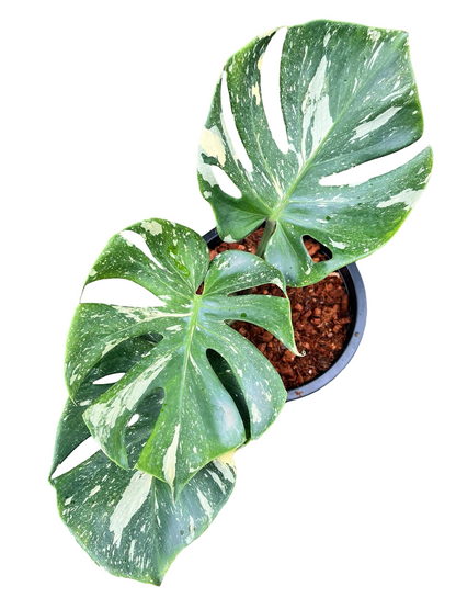 Monstera Thai Constellation Cup Form (Actual Plant)