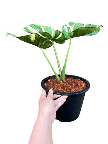 Monstera Thai Constellation Cup Form (Actual Plant)