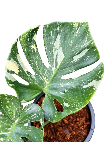 Monstera Thai Constellation Cup Form (Actual Plant)